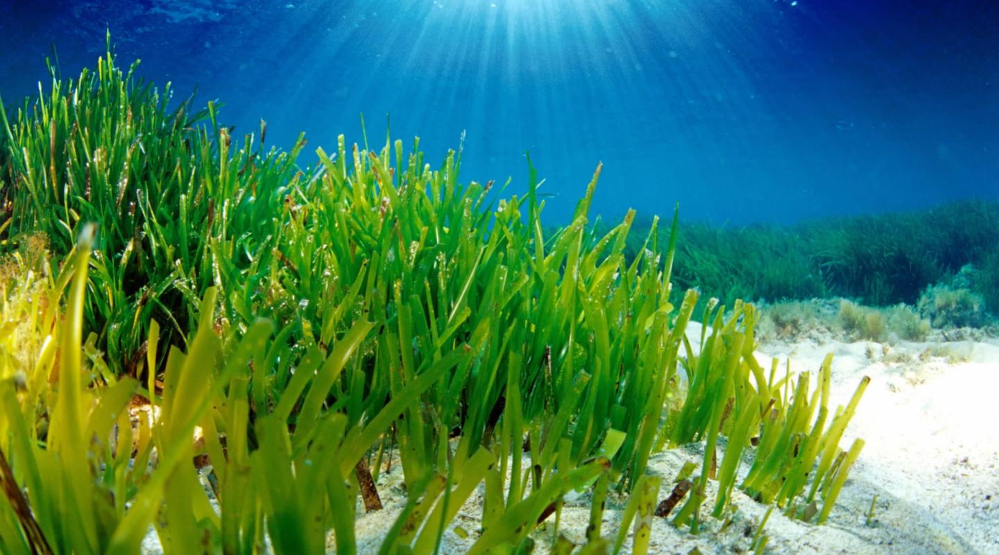Carbon Offset Helicopter Yacht Charter Mallorca